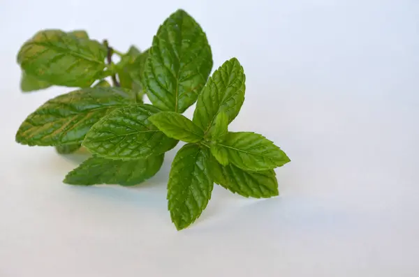 Foglie di menta su sfondo bianco — Foto Stock