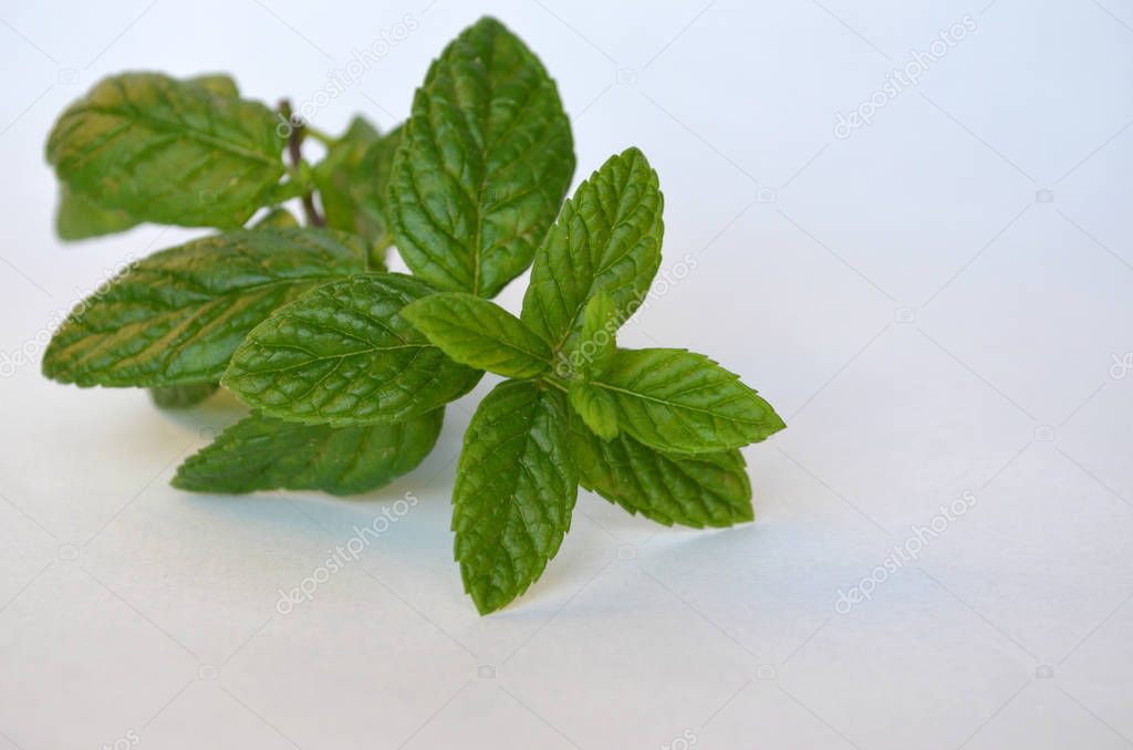 Mint Leaves on white background