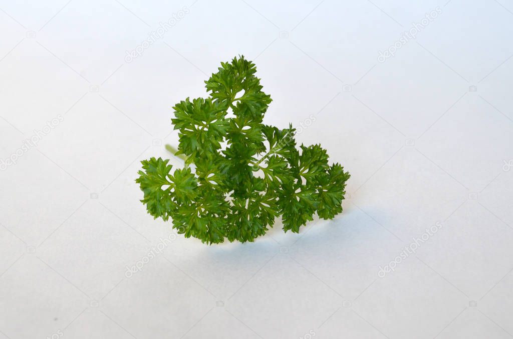 Parsley Herb on white background