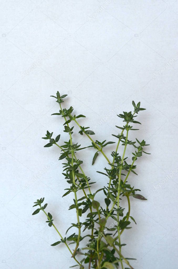 Thyme herbs on white background