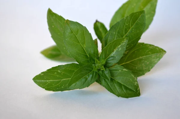 Basilico su sfondo bianco — Foto Stock