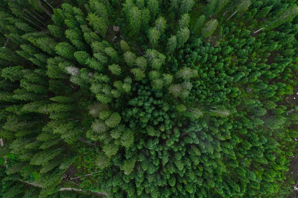 Vista aerea dall'alto foresta, Texture of forest view from above, Copter drone view, Foto panoramica sopra le cime della pineta — Foto Stock