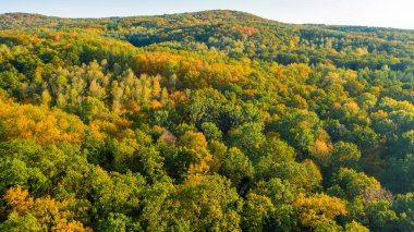 Ormanın güzel sonbahar renkleriyle hava manzarası. Ağaçların tepesinde.