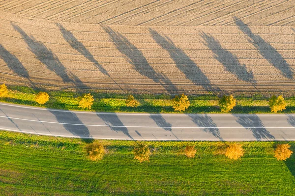 Droga między zielonym polem a gruntem uprawnym z żółtymi drzewami o zachodzie słońca jesienią. Widok z lotu ptaka na pustej asfaltowej drodze szybkiego ruchu lub alei drzew. — Zdjęcie stockowe