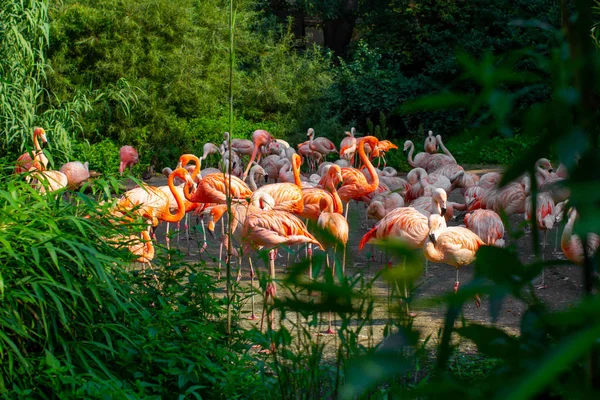 Rosa flamingos närbild står runt gröna träd och buskar i djurlivet — Stockfoto