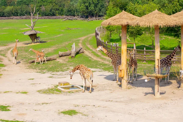 Girafas em seu ambiente natural . — Fotografia de Stock