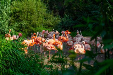 Yeşil ağaçların ve çalıların etrafında duran pembe flamingolar.