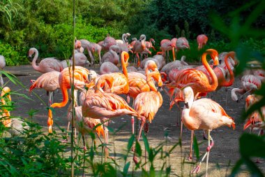 Yeşil ağaçların ve çalıların etrafında duran pembe flamingolar.