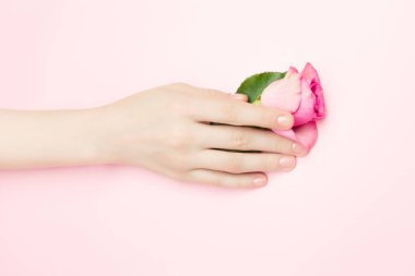 Kadın elleri pembe arka planda gül çiçeklerini tutuyor. İnce bir bilek ve doğal bir manikür. Hassas cilt bakımı için kozmetik ürünleri. Doğal kozmetik ürünleri, kırışıklık önleyici el bakımı.