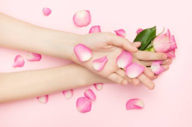 Kadın elleri pembe arka planda gül çiçeklerini tutuyor. İnce bir bilek ve doğal bir manikür. Hassas cilt bakımı için kozmetik ürünleri. Doğal kozmetik ürünleri, kırışıklık önleyici el bakımı.