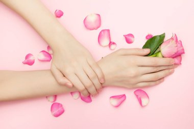 Uluslararası Kadınlar Günü ve Sevgililer Gününüz kutlu olsun, Anneler Günü konsepti. Kadın elleri pembe arka planda gül çiçeklerini tutuyor. İnce bir bilek ve doğal manikür..