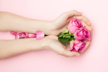 Uluslararası Kadınlar Günü ve Sevgililer Gününüz kutlu olsun, Anneler Günü konsepti. Kadın elleri pembe arka planda gül çiçeklerini tutuyor. İnce bir bilek ve doğal manikür..