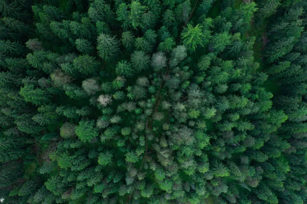 Текстура вида на лес сверху, Вид сверху на лес, Панорамное фото над вершинами соснового леса — стоковое фото