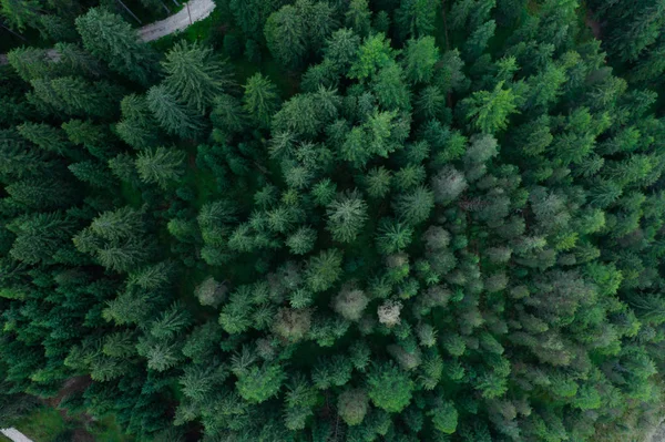 Texture of forest view from above, Aerial top view forest, Foto panoramica sopra le cime della pineta — Foto Stock