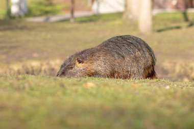 Nutria, Myocastor coypus ya da nehir faresi nehir kıyısındaki vahşi yaşam..
