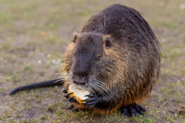 Nutria Myocastor Coypus Rivierrat Het Wild Bij Rivier — Stockfoto