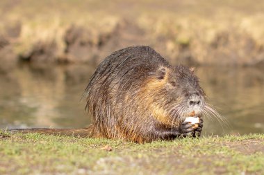 Nutria, Myocastor coypus ya da nehir faresi nehir kıyısındaki vahşi yaşam..