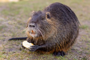 Nutria, Myocastor coypus ya da nehir faresi nehir kıyısındaki vahşi yaşam..