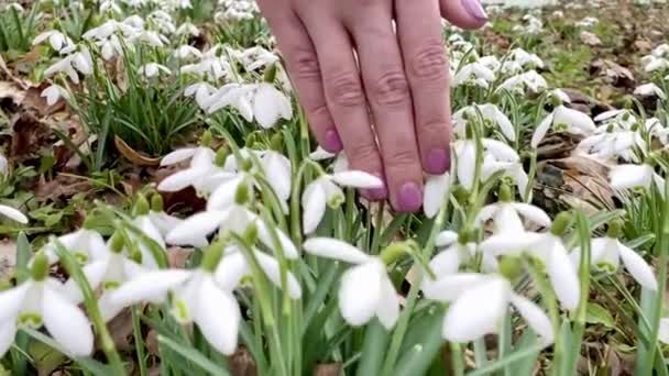 Fechar Até Mão Mulher Toca Flores Gotas Neve Câmera Lenta — Vídeo de Stock