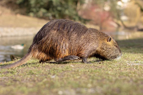 Nutria Myocastor Coypus Oder Flussratte Die Wilde Ratte Der Nähe — Stockfoto