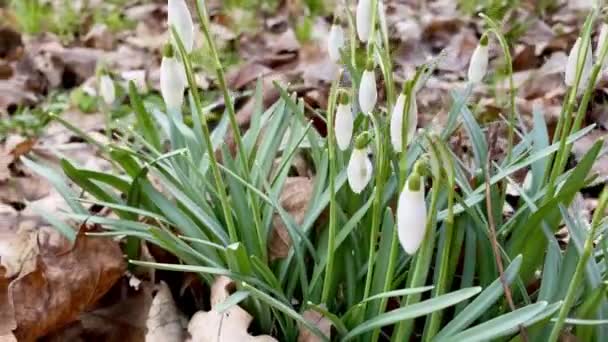 Flyger Över Vita Blommor Snödroppar — Stockvideo