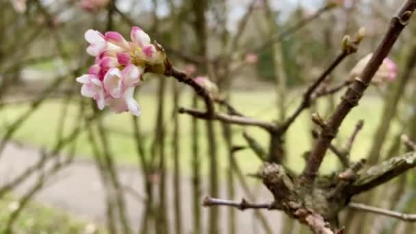 花朵在树上盛开 近粉色和白色花瓣花 — 图库视频影像