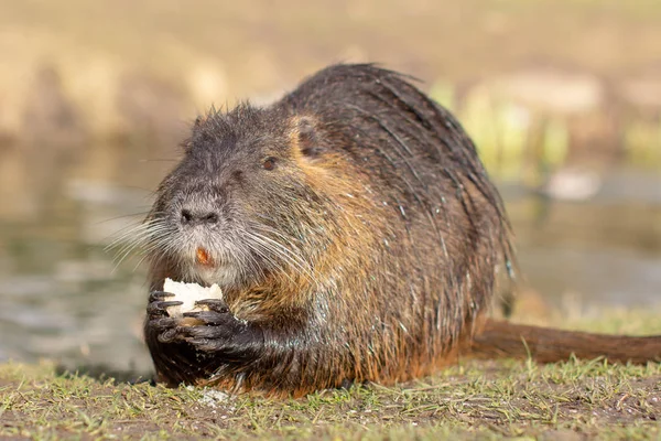 Nutria Myocastor Coypus Rivierrat Het Wild Bij Rivier — Stockfoto