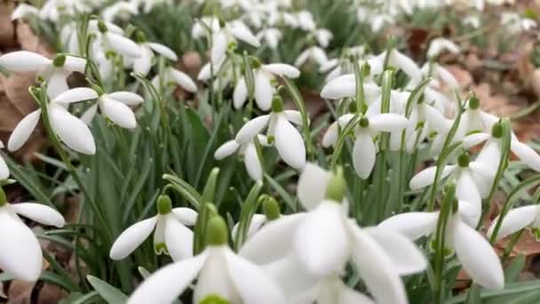Volando Sobre Las Flores Blancas Las Gotas Nieve — Vídeo de stock