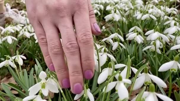 Close Tot Vrouw Hand Raakt Sneeuwklokjes Bloemen Slow Motion — Stockvideo