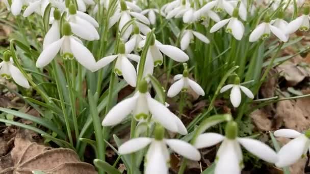 Vliegen Witte Bloemen Van Sneeuwklokjes — Stockvideo
