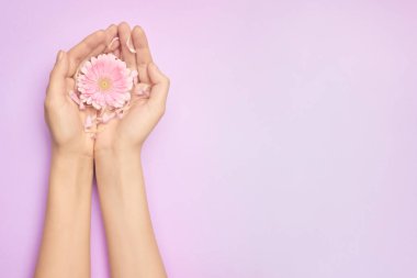 Yakın plan kadın eli, parlak pembe Gerbera çiçekleri ve fotokopi alanı olan mor bir arka plan. Kadın sağlığı konsepti. Kozmetik ürün veya cilt bakımı reklamı kavramı