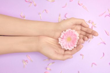 Hediyelik sertifikanın güzel çiçek konsepti. Kadınlardaki Gerbera çiçekleri küçük yapraklı menekşe arkaplan üzerinde ellerini tutarlar. Anneler gününe hediye çeki..