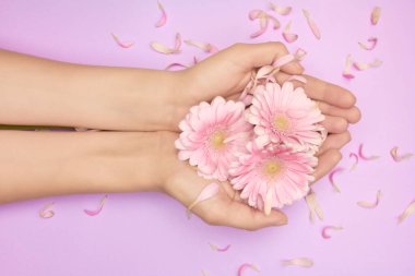 Gerbera çiçeklerinden bahar buketi kadınların elinde menekşe bir arka plan üzerinde küçük pembe taç yaprakları. Bahar konseptini hisset Kadınlar cilt bakımı hakkında bilgi sahibi.
