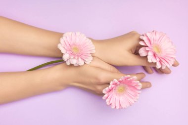 Mor bir arka planda parlak pembe Gerbera çiçekleri olan kadın eli. Kadın sağlığı konsepti. Kozmetik ürün veya cilt bakımı reklamı kavramı.