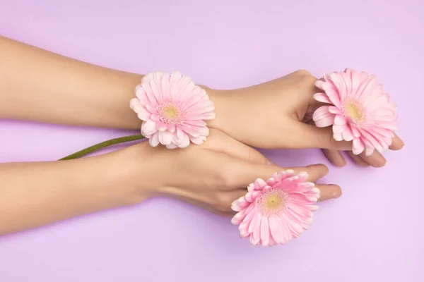 Closeup womans hand with a bright pink gerbera flowers on a purple backround. Women health concept. Concept of an advertisment of cosmetic product or skin care.