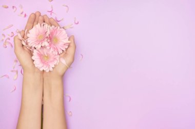 Yakın plan kadın eli, parlak pembe Gerbera çiçekleri ve fotokopi alanı olan mor bir arka plan. Kadın sağlığı konsepti. Kozmetik ürün veya cilt bakımı reklamı kavramı