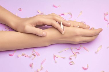 Mor bir arka planda parlak pembe Gerbera çiçekleri olan kadın elleri. Ürün veya cilt bakımı, doğal kozmetik ürünleri, kırışıklık önleyici el bakımı