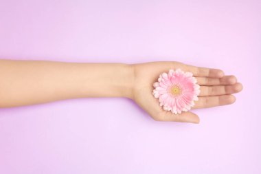 Mor bir arka planda parlak pembe Gerbera çiçekleri olan kadın elleri. Ürün veya cilt bakımı, doğal kozmetik ürünleri, kırışıklık önleyici el bakımı