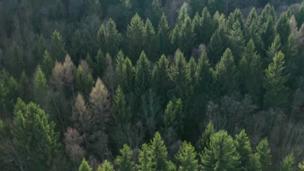 Αεροφωτογραφία Της Κορυφής Των Δέντρων Πευκοδάσος Ηλιοβασίλεμα — Αρχείο Βίντεο