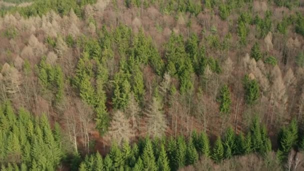 Ormandaki Renkli Ağaçların Üzerinden Köknar Ağaçlarının Tepeleri — Stok video