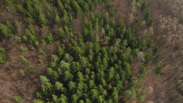 Fliegen Sie Über Die Bunten Bäume Einem Wald Die Wipfel — Stockvideo