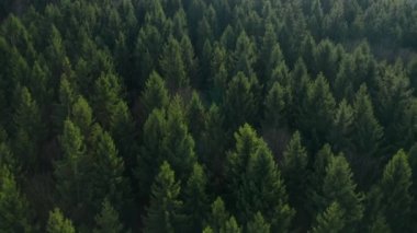 Ormandaki renkli ağaçların üzerinden uç. Köknar ağaçlarının tepeleri.