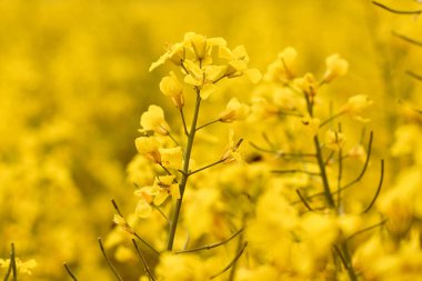 Parlak sarı çiçekli bir kolza tohumu tarlası. Kopya alanı olan bahar kartpostalı kavramı. 