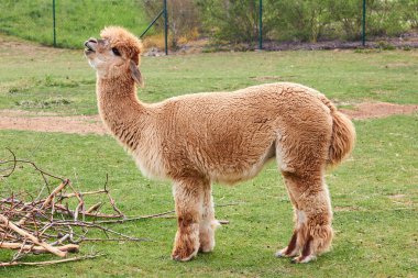 Lama, lama ya da alpaka tarlada. Hayvanlar gibi şarkı söyleme kavramı. Hayvanat bahçesindeki hayvanlar.