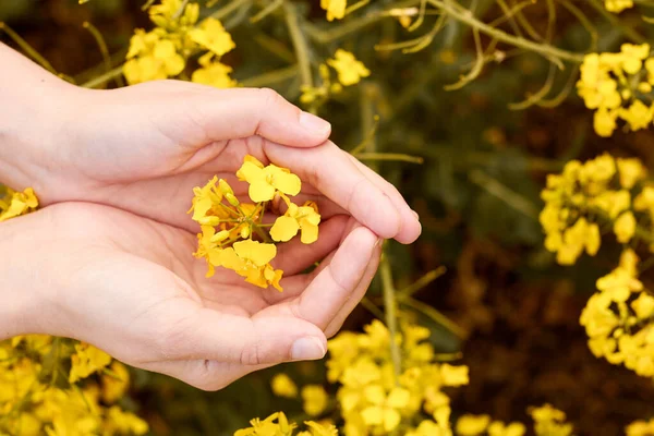 Mãos de mulher segurando flor de colza amarela no campo. Conceito de amantes da natureza . — Fotografia de Stock