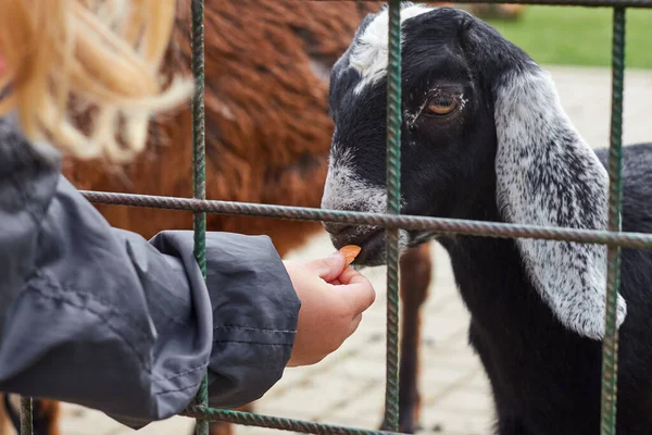 Uma criança alimentando uma cabra preta com orelhas longas através das barras no zoológico. Conceito de protecção dos animais em cativeiro . — Fotografia de Stock