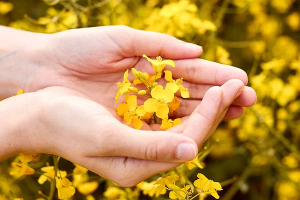 Manos de mujer sosteniendo flor de colza amarilla en el campo. Concepto de amantes de la naturaleza . — Foto de Stock