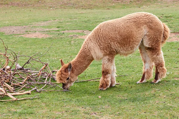 Alpaca, lhama ou coxo comendo em um prado verde perto de galhos de árvores. Animais de criação . — Fotografia de Stock