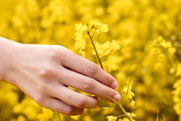 Kadın elleri tarlada sarı kolza tohumu çiçeği tutuyor. Doğa aşıkları kavramı. — Stok fotoğraf