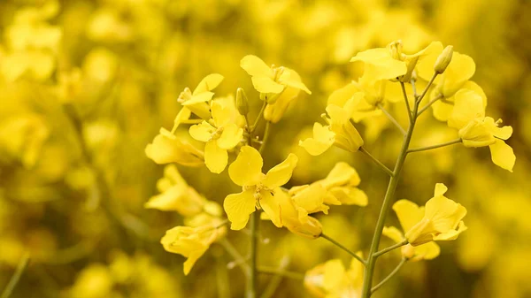 明るい黄色の花を持つ菜の花のフィールド。コピースペース付き春のポストカードのコンセプト. — ストック写真